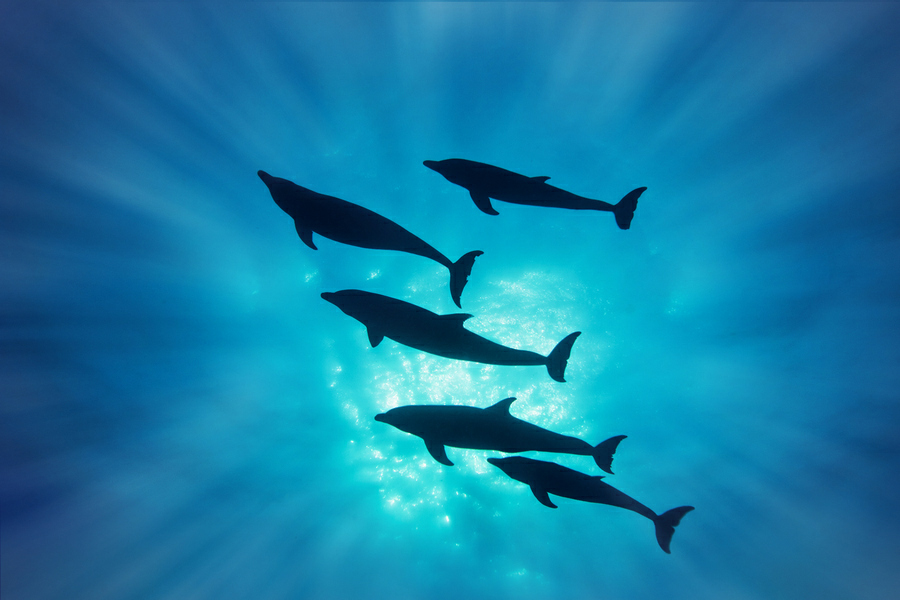 Pod Of Dolphins Image By Tony Rath Juesatta Cj Photography